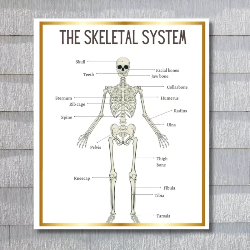 "Skeletal System" -  Instructional Flex Banner