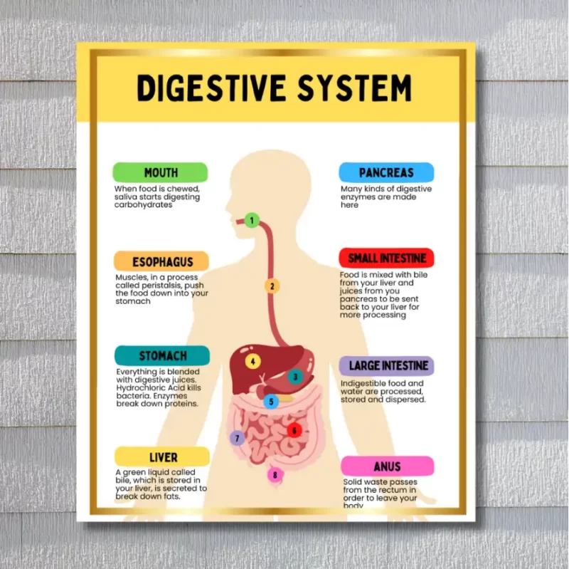 "Digestive system"  -Instructional Flex Banner