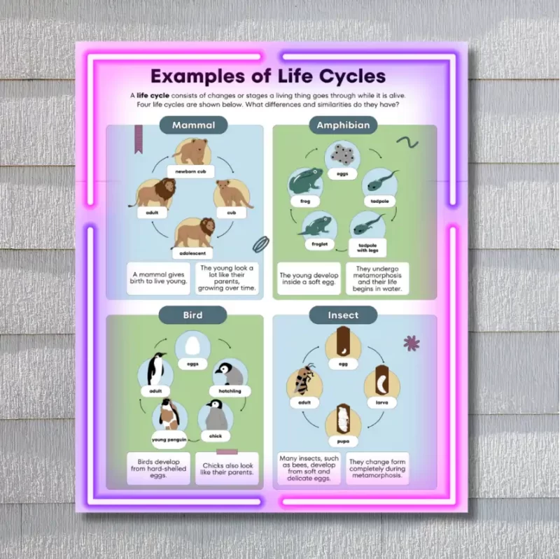 "Examples of life cycles"  - Instructional Flex Banner