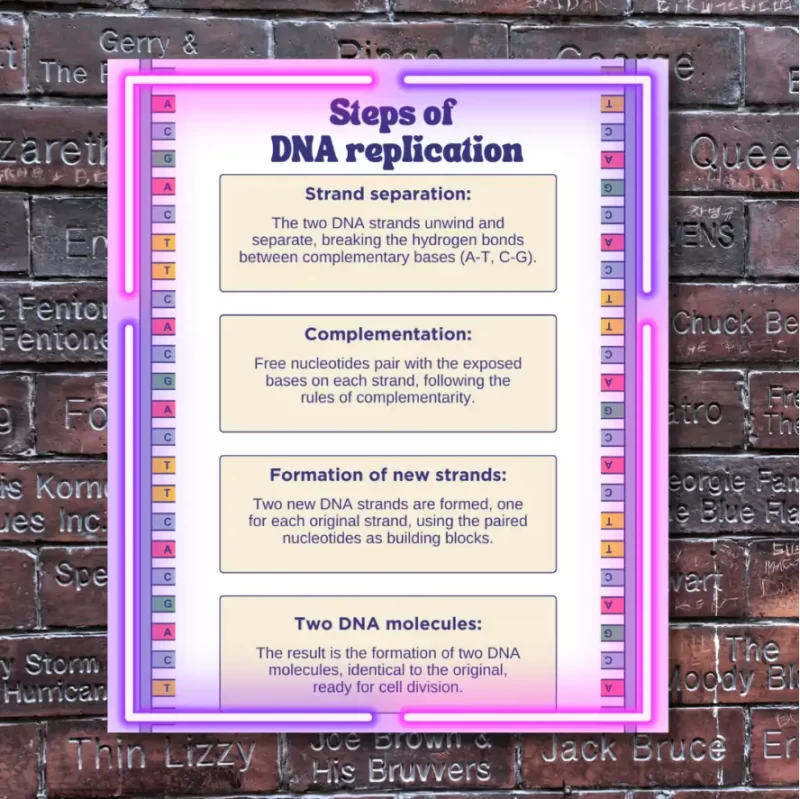 "Steps of DNA Replication"  - Flex  Instructional Banner