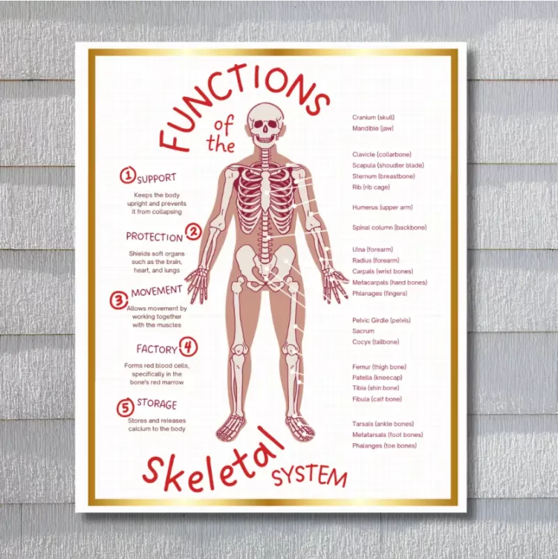 "Functions of the skeletal system" - Instructional Flex Banner