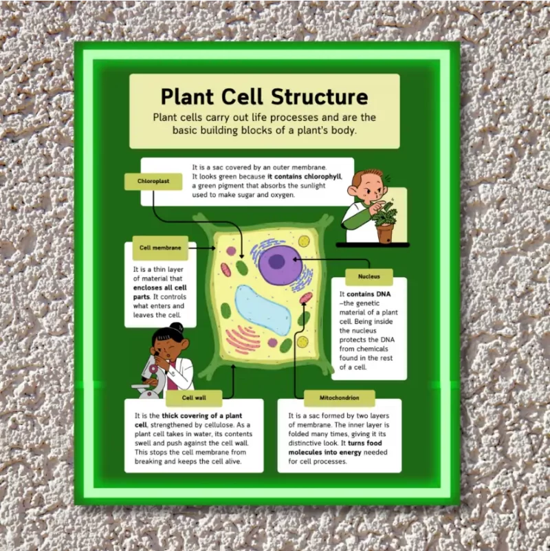 "Plant Cell Structure" - Instructional Flex Banner