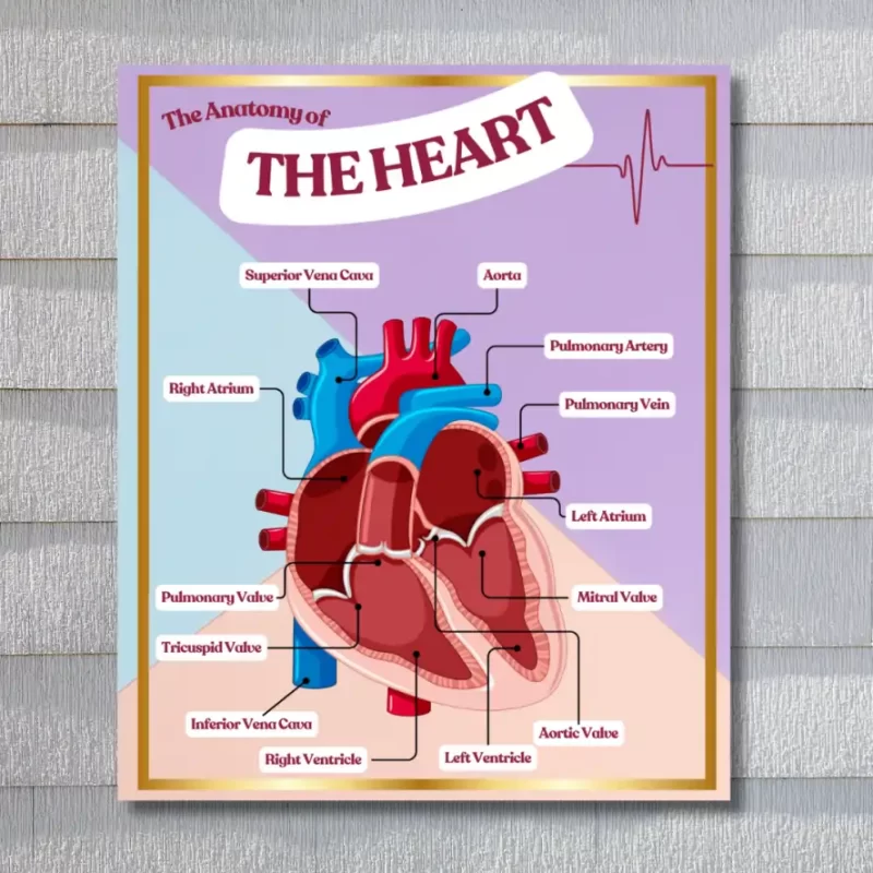 "The Anatomy of heart"  - Instructional Flex Banner