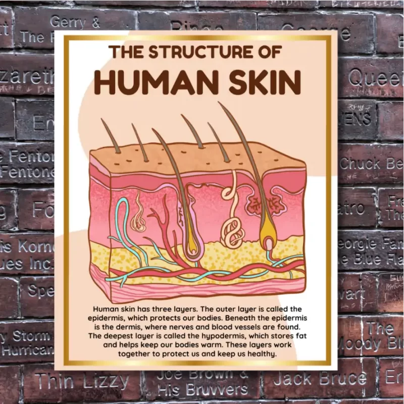 "The Structure of Human Skin"  - Instructional Flex Banner