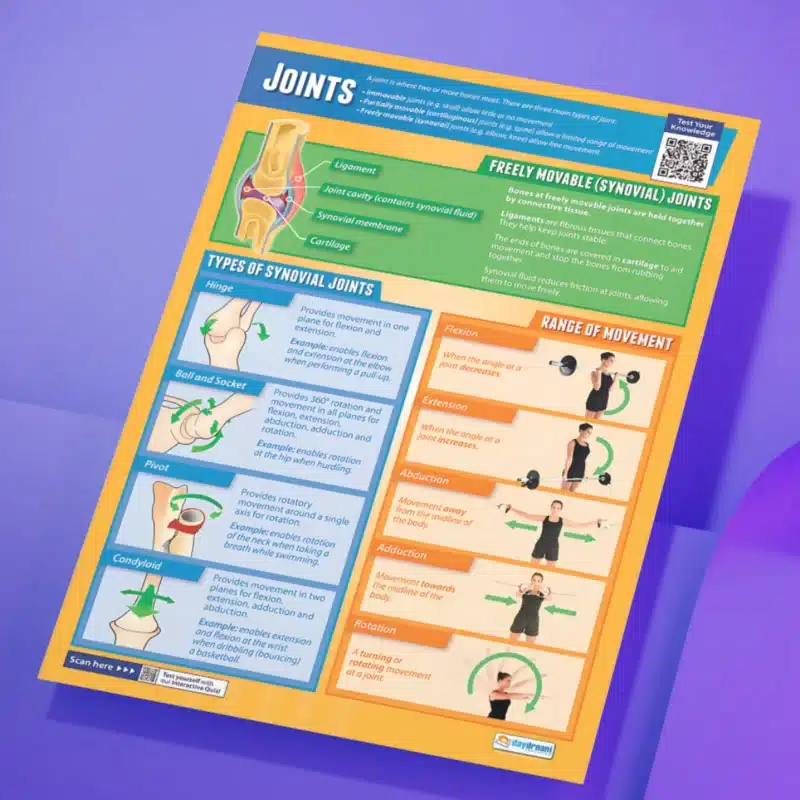 "Joints" - PHE instructional flex banner