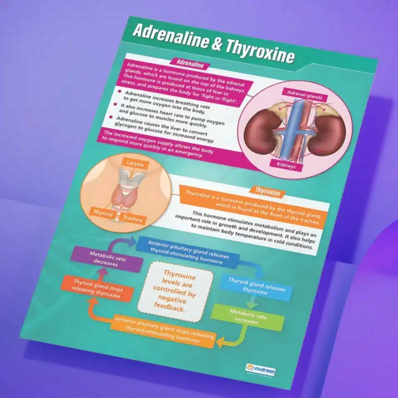 "Adrenaline & thyroxine" - Science instructional flex banner