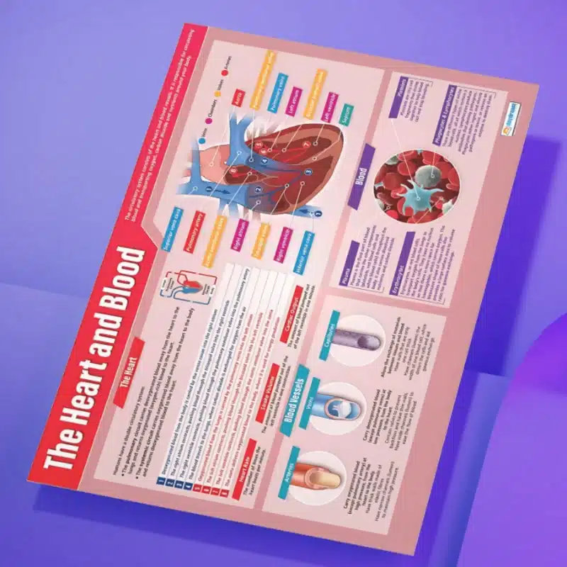 "The heart and blood" - Science instructional flex banner