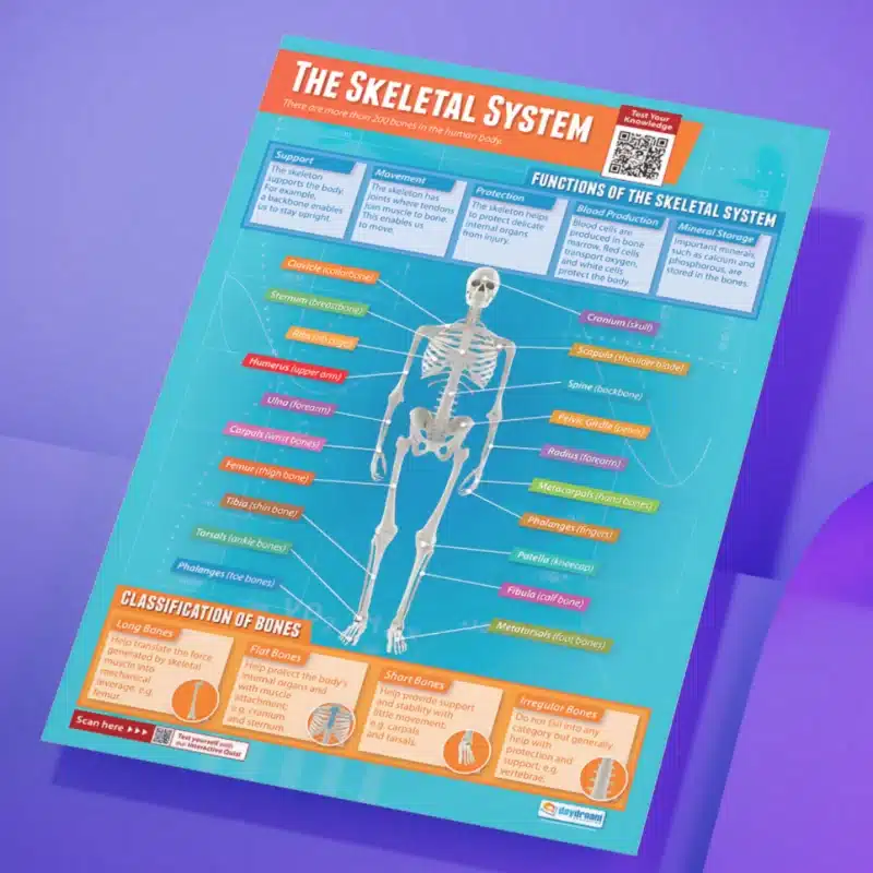 "The skeletal system" - PHE instructional flex banner