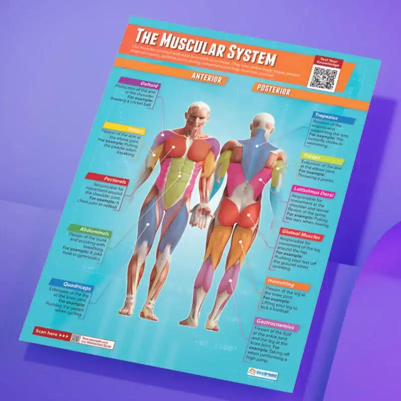 "The muscular system" - PHE instructional flex banner