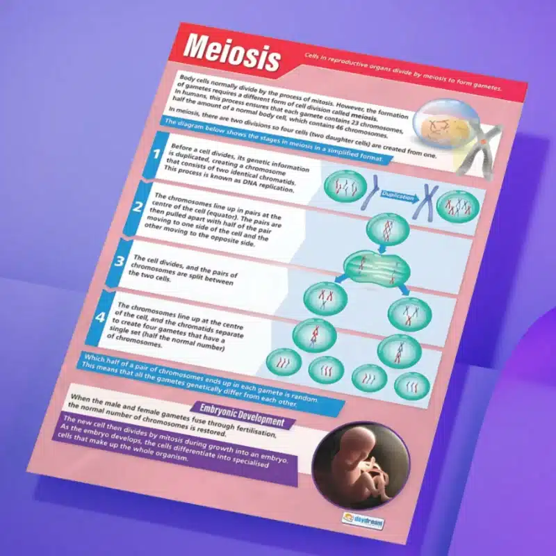 "Meiosis" - Science instructional flex banner