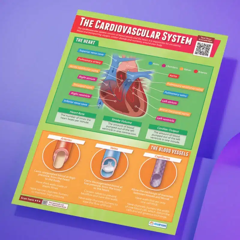 "The cardiovascular system" - PHE instructional flex banner