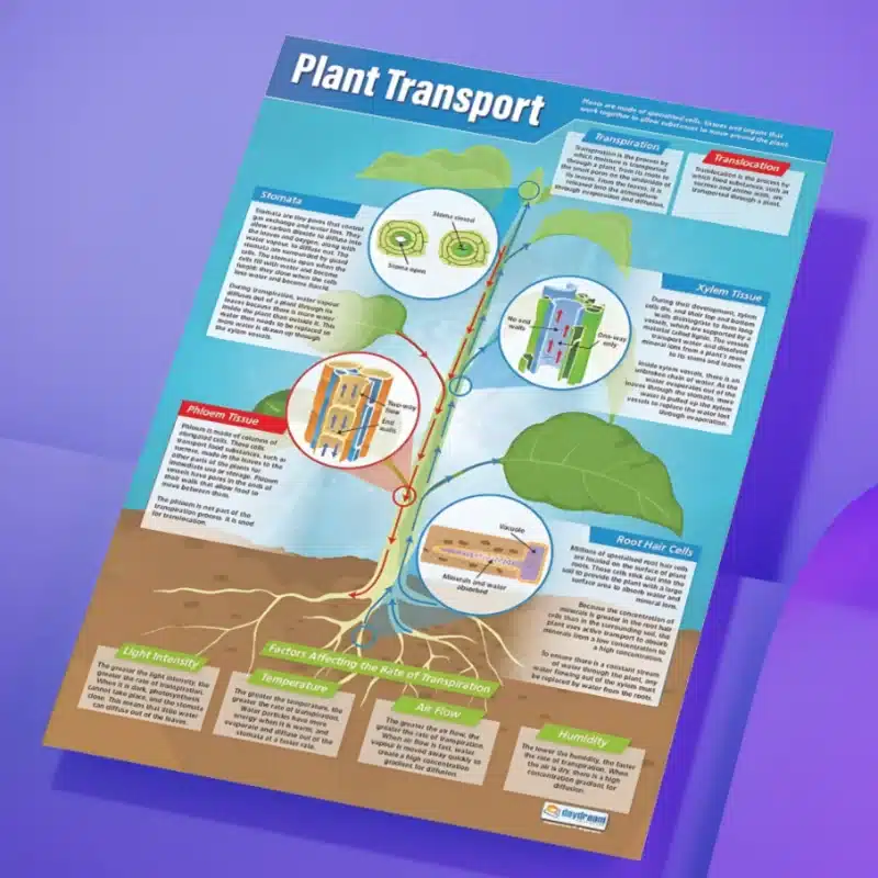 "Plant transport" - Science instructional flex banner