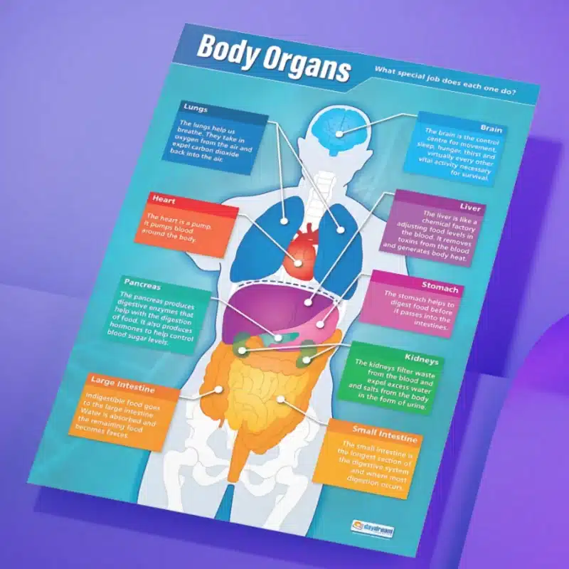 "Body organs" - Science instructional flex banner