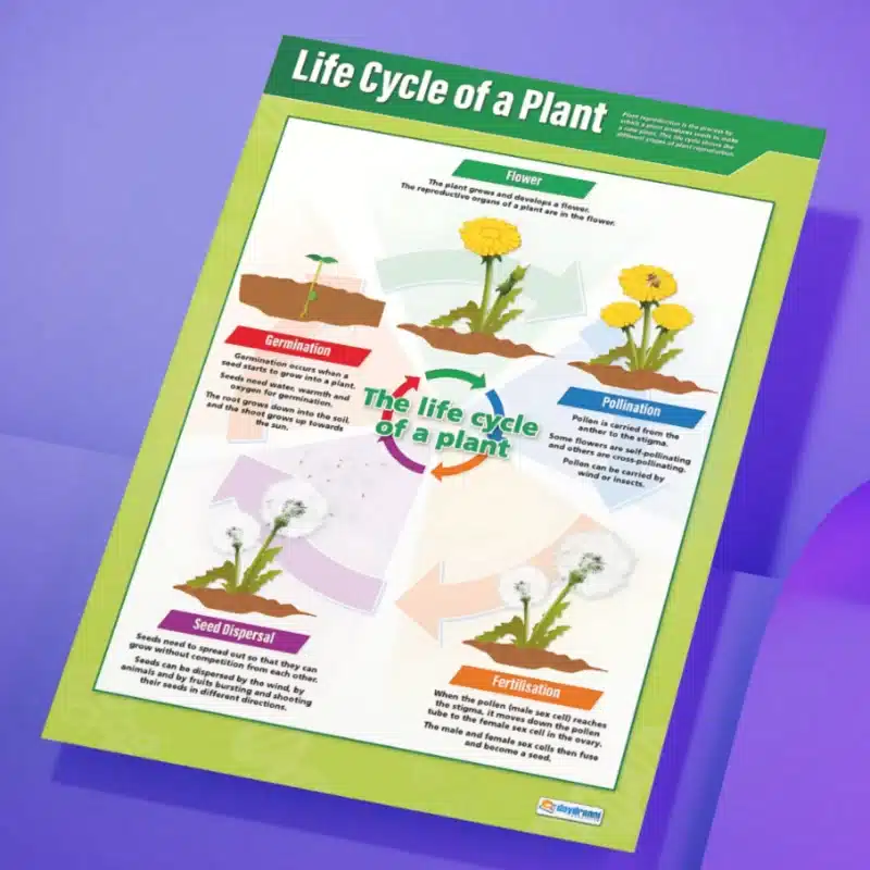 "Life cycle of a plant" - Science instructional flex banner