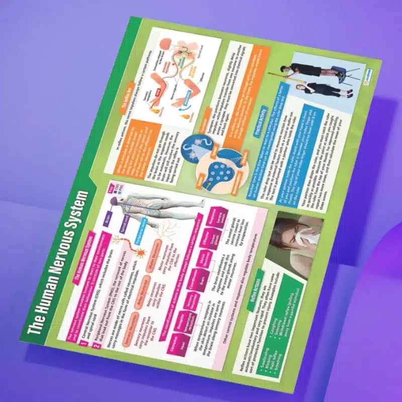"The human nervous system" - Science instructional flex banner