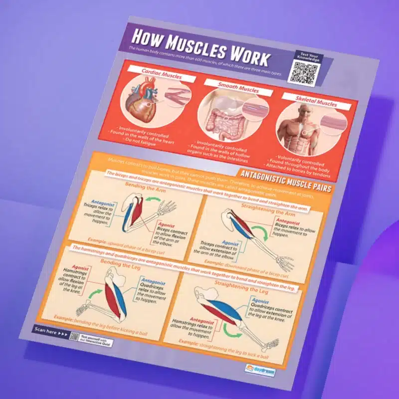 "How muscles work" - PHE instructional flex banner