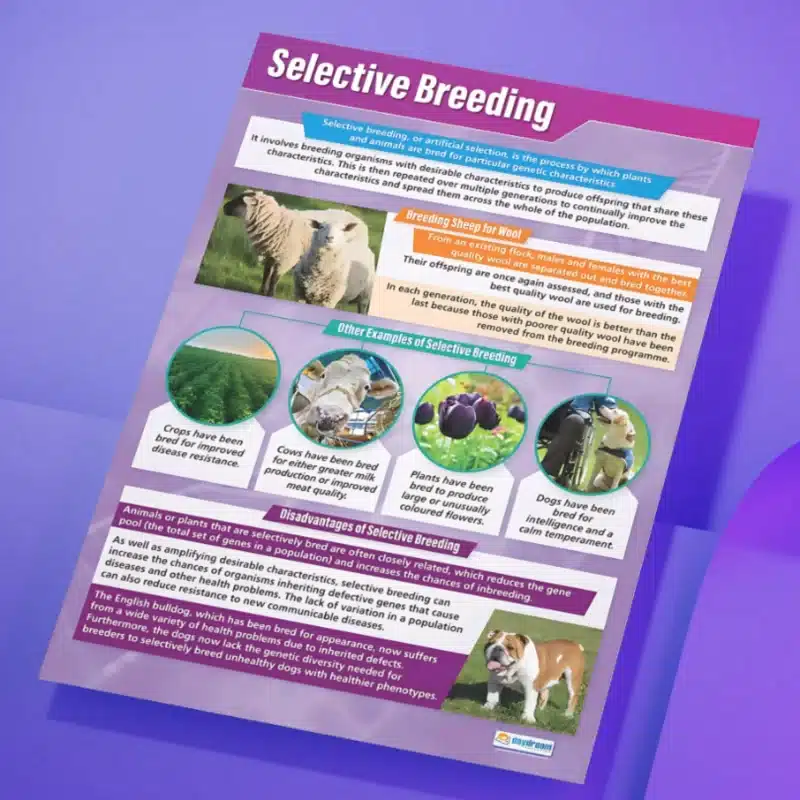 "Selective breeding" - Science instructional flex banner