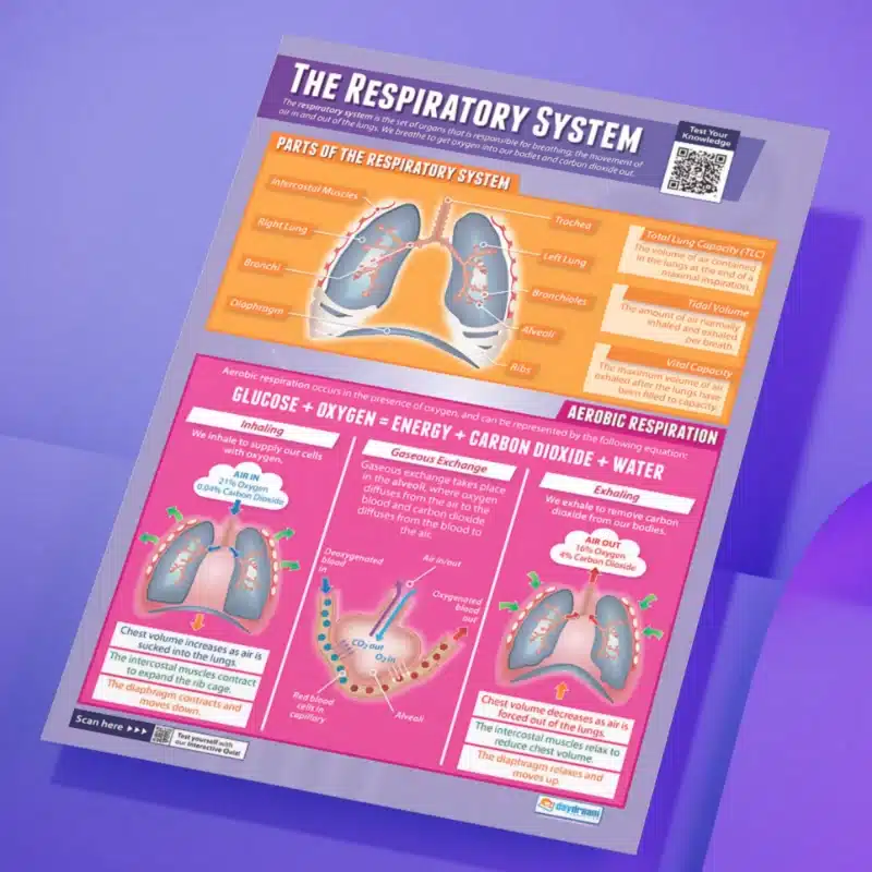 "The respiratory system" - PHE instructional flex banner