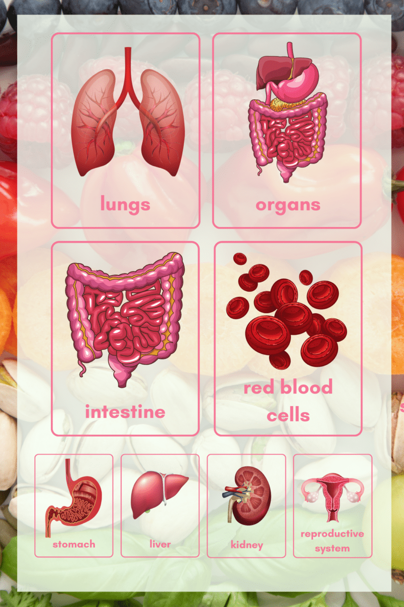 "Body organs "  -Classroom Instructional Posters