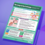 "The lungs & gas exchange" - Science instructional flex banner