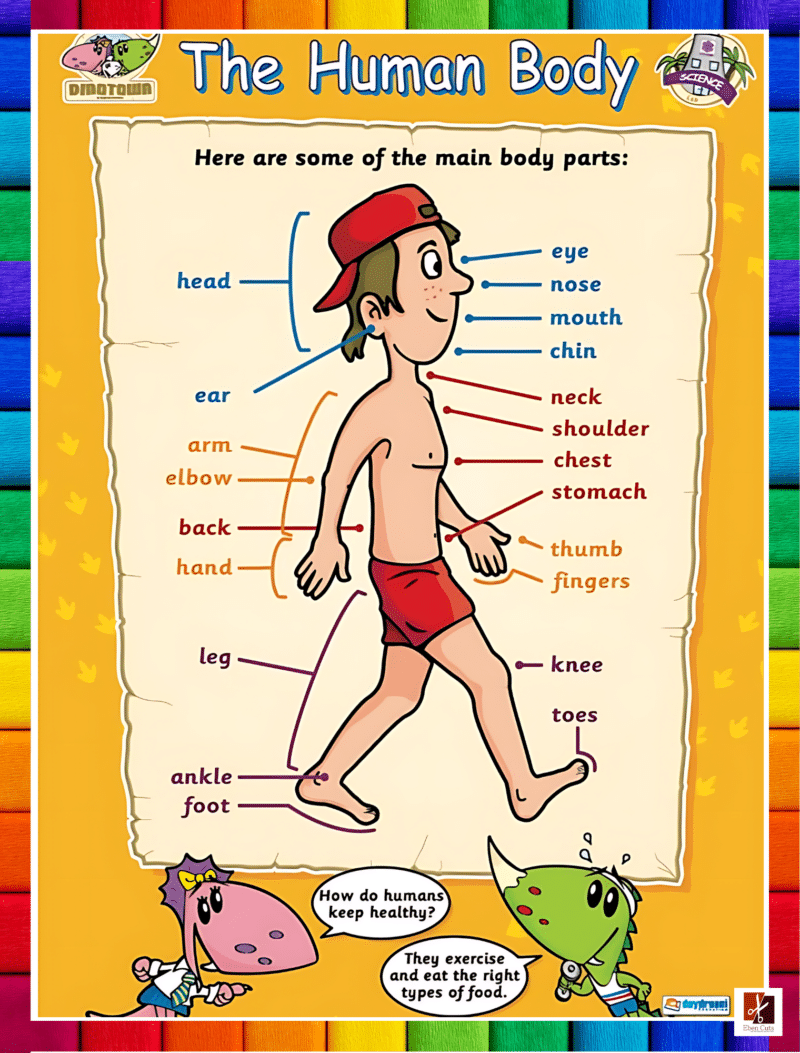 "The Human Body" - Primary instructional Poster