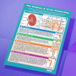 "The kidneys & urine production" - Science instructional flex banner