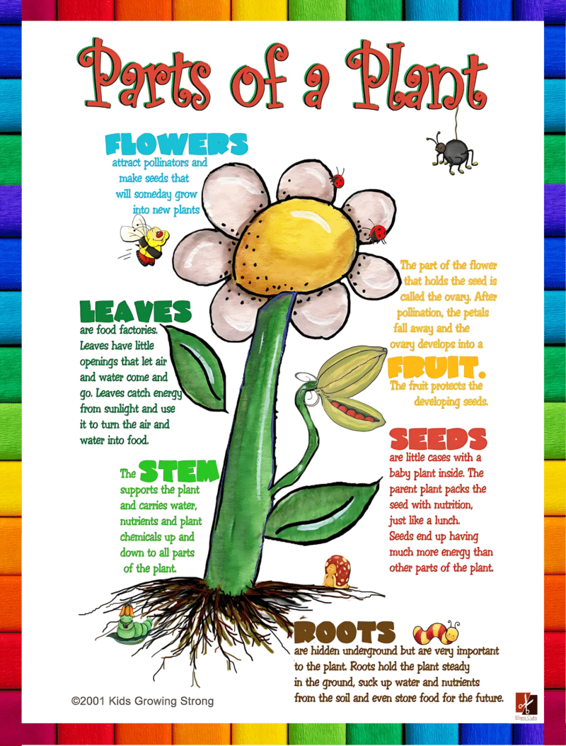 "Parts of a plant" - Primary instructional Poster