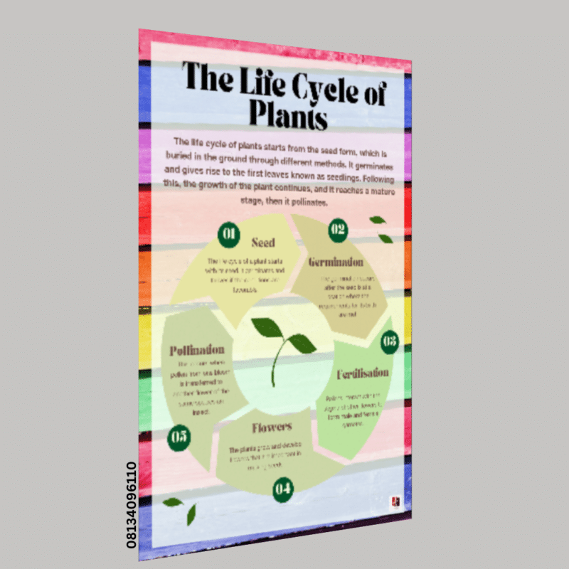"The life cycle of plants"-  -Classroom Instructional Posters