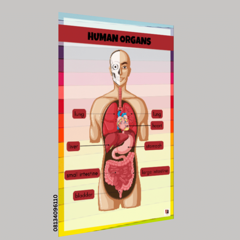 "Human Organs"-  -Classroom Instructional Posters