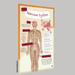 "Nervous system"-  -Classroom Instructional Posters