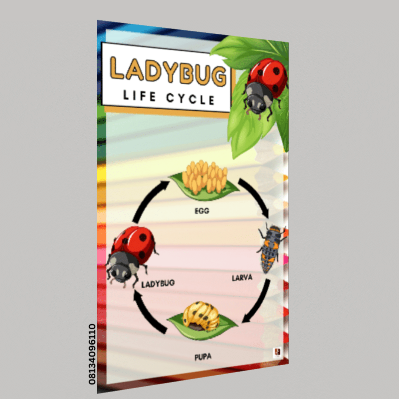 "Ladybug Life cycle"-  -Classroom Instructional Posters