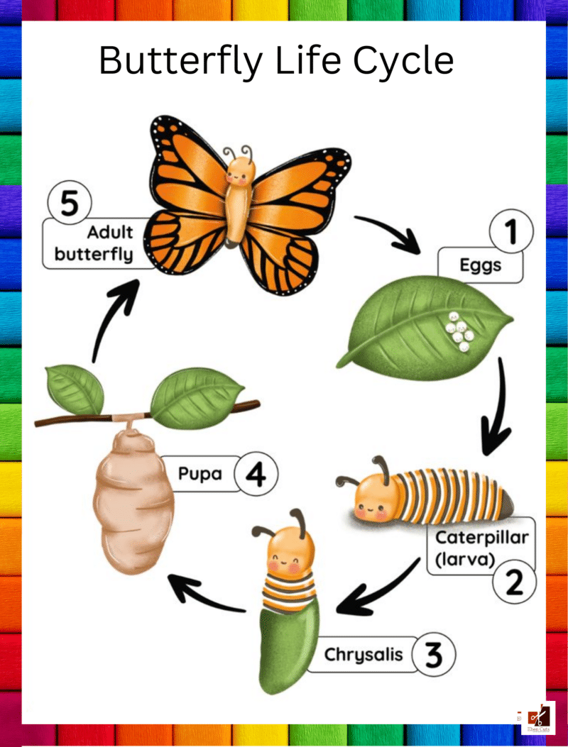 "Butterfly Life cycle" - Primary instructional Poster