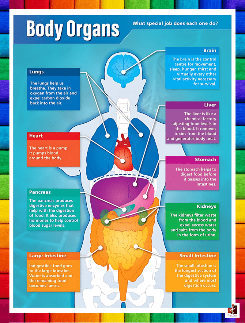 "Body Organs" - Primary instructional Poster