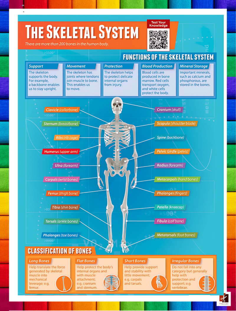 "The Skeletal Systems" - Primary instructional Poster